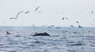 Humpbacked Whale with Seabird Assortment