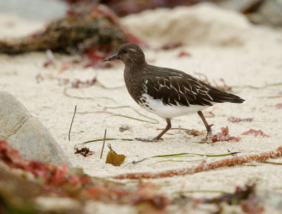 Black Turnstone