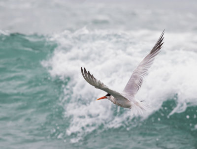 Elegant Tern, flying in surf