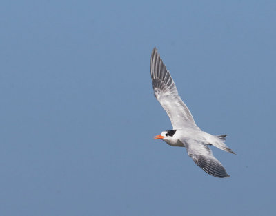 Elegant Tern, flying