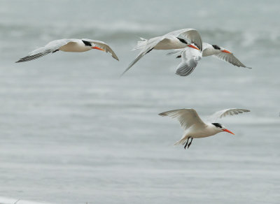 Elegant Terns, flying