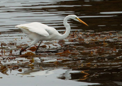 Great Egret, foraging