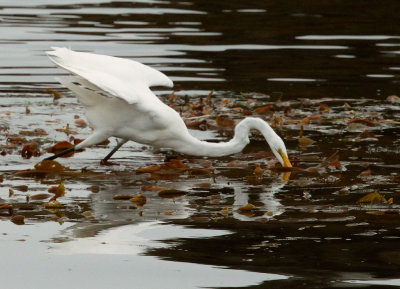 Great Egret. foraging