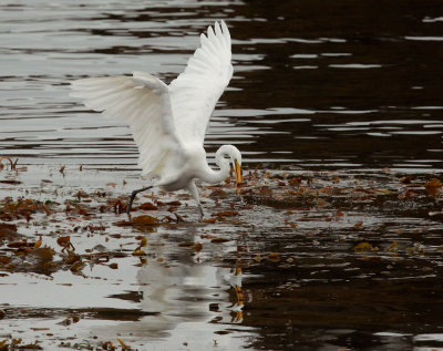 Great Egret, with fish
