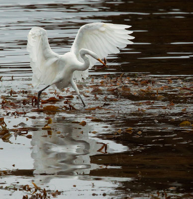 Great Egret, with fish