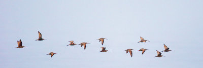 Marbled Godwits