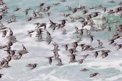 Sanderlings, flying