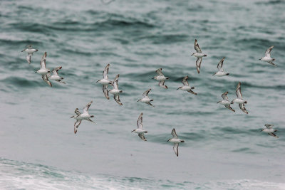 Sanderlings, flying
