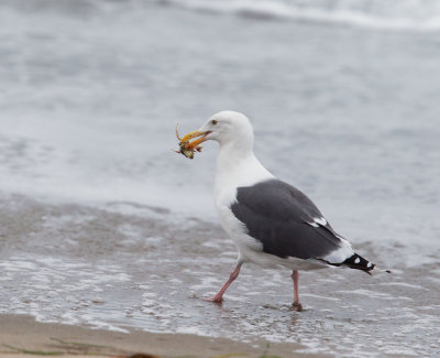 Western Gull, adult with crab