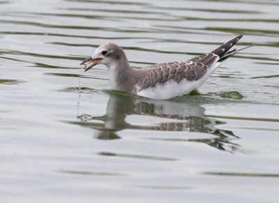 Sabines Gull, juvenile