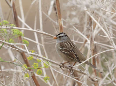 White-crowned Sparrow, Gambel's