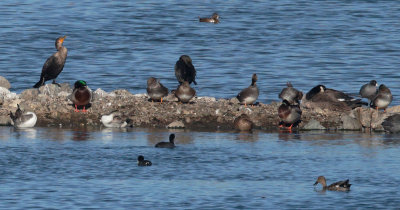 Waterbirds, especially ducks