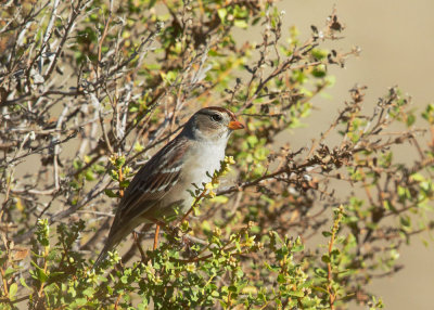 White-crowned Sparrow, singing immature