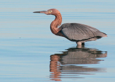 Reddish Egret