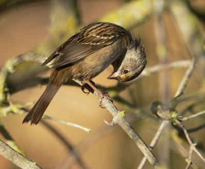 Golden-crowned Sparrow, immature (HY)