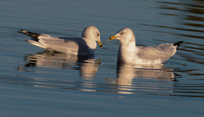 Ring-billed Gulls, pair