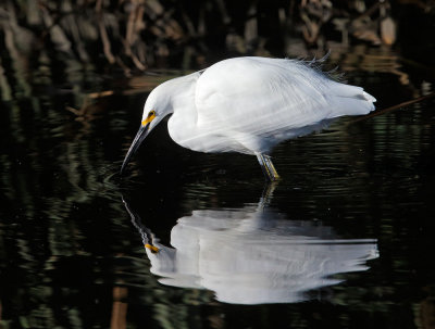 Snowy Egret captures fish 1