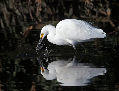 Snowy Egret captures fish 3
