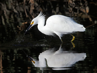 Snowy Egret captures fish 4
