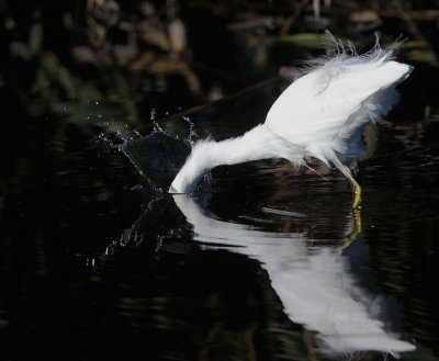 Snowy Egret, strike 1