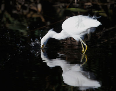 Snowy Egret, strike 2, withdrawing