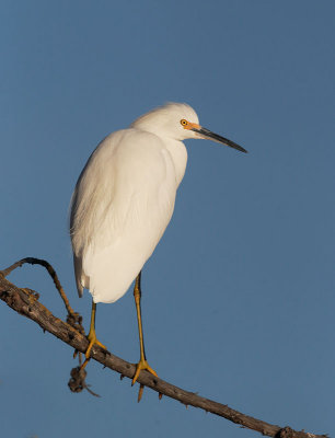 Snowy Egret