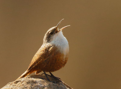 Canyon Wren, male singing