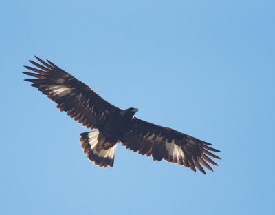 Golden Eagle, juvenile