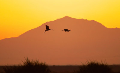 Sandhill Cranes against Mount Diablo at dusk