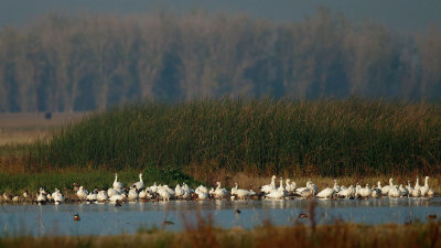Snow Geese, and others