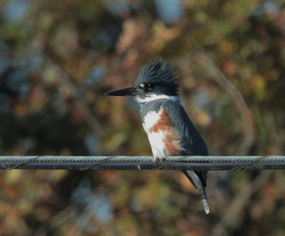 Belted Kingfisher, female