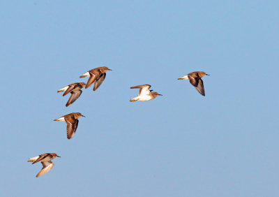 Least Sandpipers, flying 