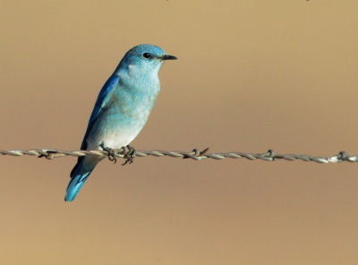 Mountain Bluebird, male