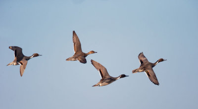 Northern Pintails, flying