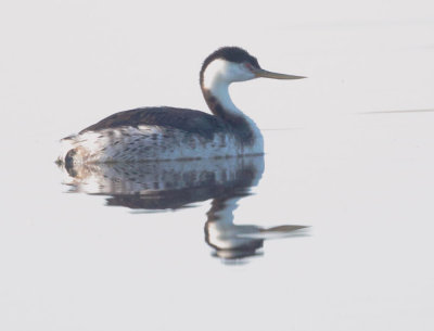 Western Grebe