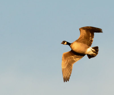 Cackling Goose, Aleutian