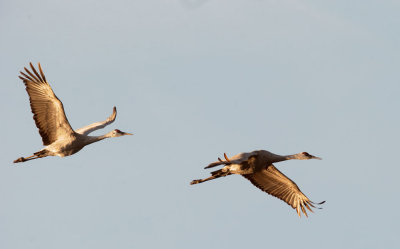 Sandhill Cranes