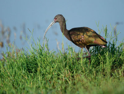 White-faced Ibis