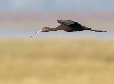 White-faced Ibis