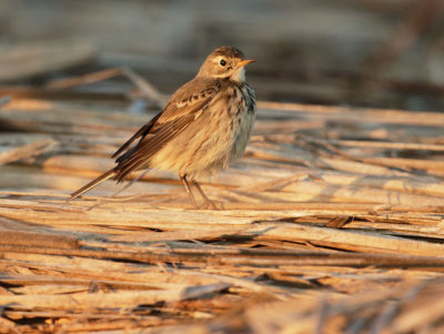 American Pipit