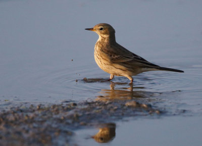 American Pipit