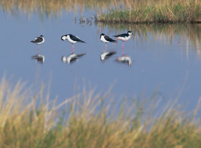 Black-necked Stilts