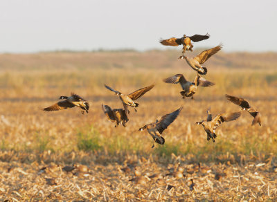 Cackling Geese