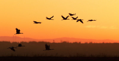Sandhill Cranes, flying at sunset