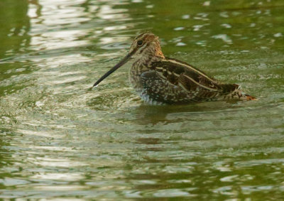 Wilson's Snipe