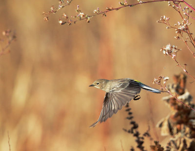 Yellow-rumped Warbler, Audubon's