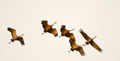 Sandhill Cranes