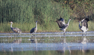 Sandhill Cranes, dancing