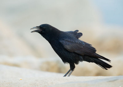 American Crow