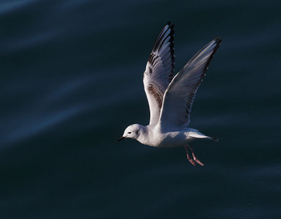 Bonaparte's Gull